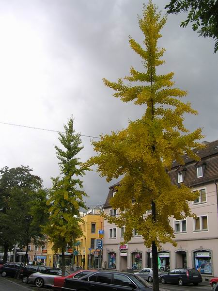 ginkgo_02