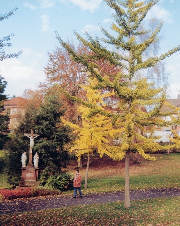 ginkgo_11