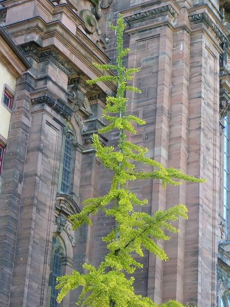 ginkgo_13