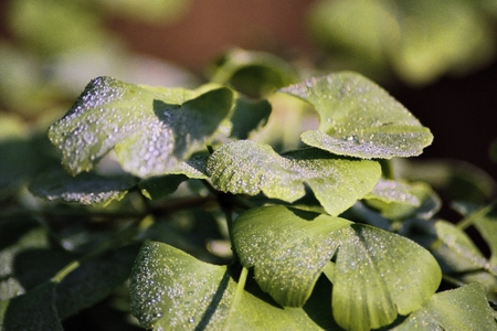 ginkgo_16