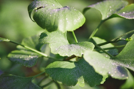 ginkgo_18