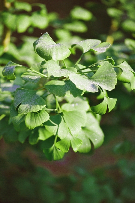 ginkgo_19