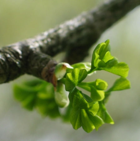 ginkgo_21