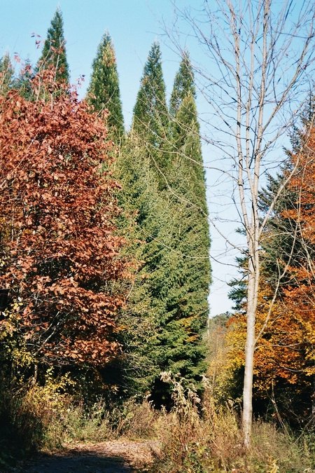 herbst_07