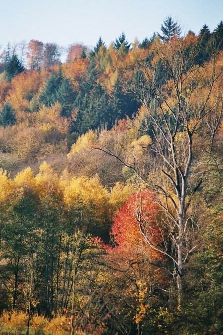 herbst_08