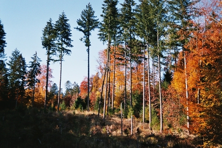 herbst_10