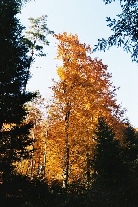 herbst_12