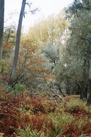 nada_17