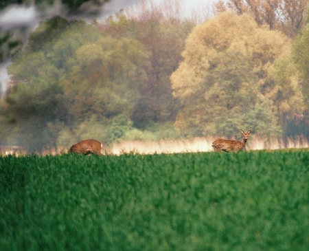 wildness_04