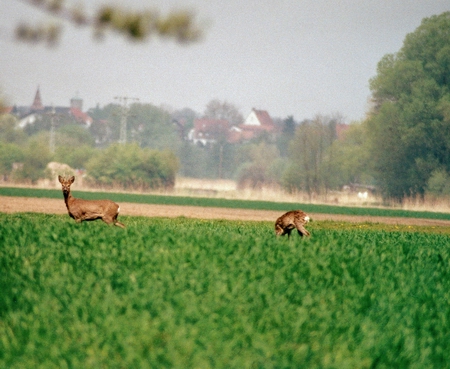 wildness_05