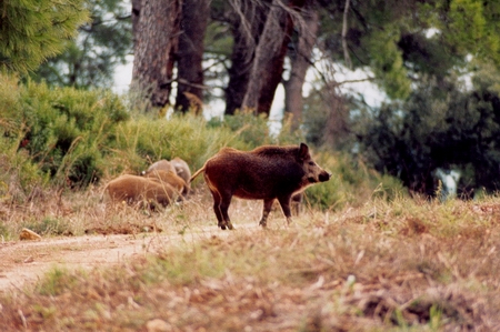 wildness_07