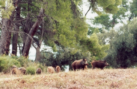 wildness_08