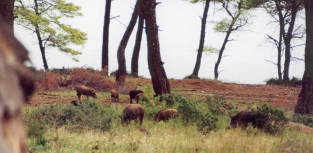 wildness_10