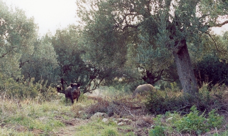 wildness_11