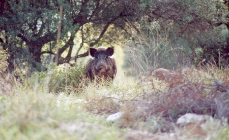 wildness_12